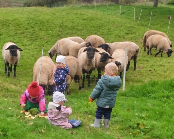 Eine Schafherde am Weidezaun, davor spielen Kinder auf der Wiese