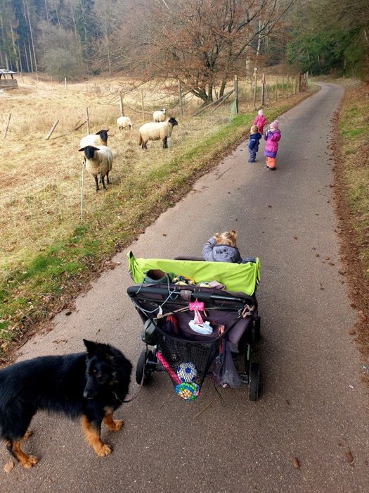 Der große Kinderwagen auf dem Feldweg, davor Hund Espin, daneben Schafe auf der Weide.