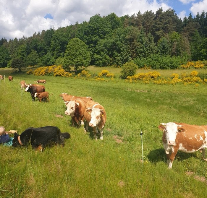 Kühe auf der Weide, davor liegt Hund Espin im Gras.